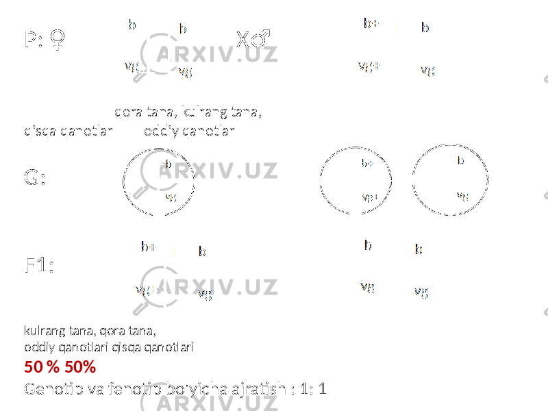 P: X♀ ♂ qora tana, kulrang tana, qisqa qanotlar oddiy qanotlar G: F1: kulrang tana, qora tana, oddiy qanotlari qisqa qanotlari 50 % 50% Genotip va fenotip bo&#39;yicha ajratish : 1: 1 