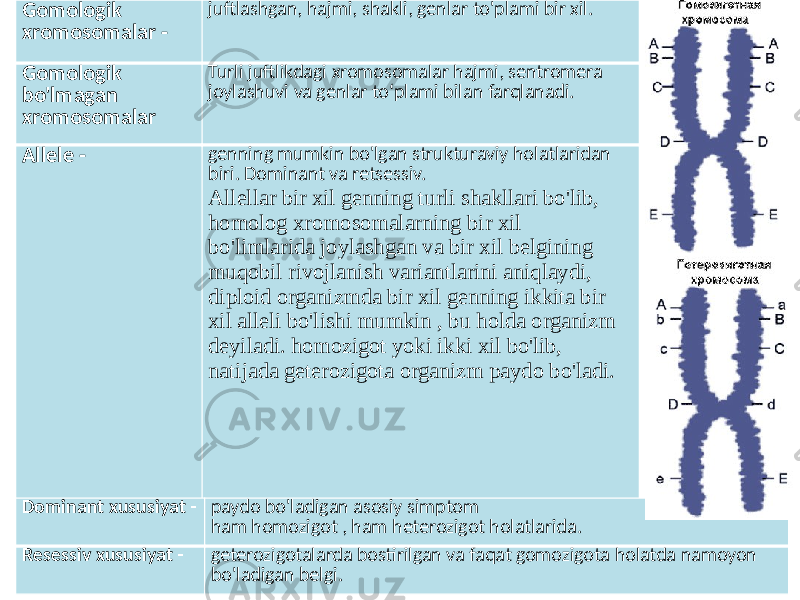 Gomologik xromosomalar - juftlashgan, hajmi, shakli, genlar to&#39;plami bir xil. Gomologik bo&#39;lmagan xromosomalar Turli juftlikdagi xromosomalar hajmi, sentromera joylashuvi va genlar to‘plami bilan farqlanadi. Allele - genning mumkin bo&#39;lgan strukturaviy holatlaridan biri. Dominant va retsessiv. Allellar bir xil genning turli shakllari bo&#39;lib, homolog xromosomalarning bir xil bo&#39;limlarida joylashgan va bir xil belgining muqobil rivojlanish variantlarini aniqlaydi, diploid organizmda bir xil genning ikkita bir xil alleli bo&#39;lishi mumkin , bu holda organizm deyiladi. homozigot yoki ikki xil bo&#39;lib, natijada geterozigota organizm paydo bo&#39;ladi. Dominant xususiyat - paydo bo&#39;ladigan asosiy simptom ham homozigot , ham heterozigot holatlarida. Resessiv xususiyat - geterozigotalarda bostirilgan va faqat gomozigota holatda namoyon bo&#39;ladigan belgi. 