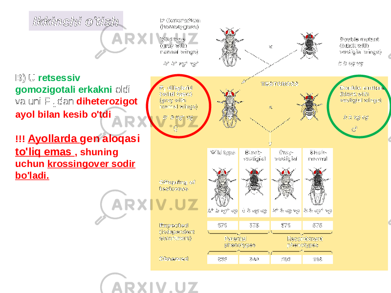 Ikkinchi o&#39;tish B) U retsessiv gomozigotali erkakni oldi va uni F 1 dan diheterozigot ayol bilan kesib o&#39;tdi . !!! Ayollarda gen aloqasi to&#39;liq emas , shuning uchun krossingover sodir bo&#39;ladi. 