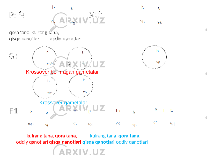 P: X♀ ♂ qora tana, kulrang tana, qisqa qanotlar oddiy qanotlar G: F1: kulrang tana, qora tana, kulrang tana, qora tana, oddiy qanotlari qisqa qanotlari qisqa qanotlari oddiy qanotlariKrossover bo&#39;lmagan gametalar Krossover gametalar 