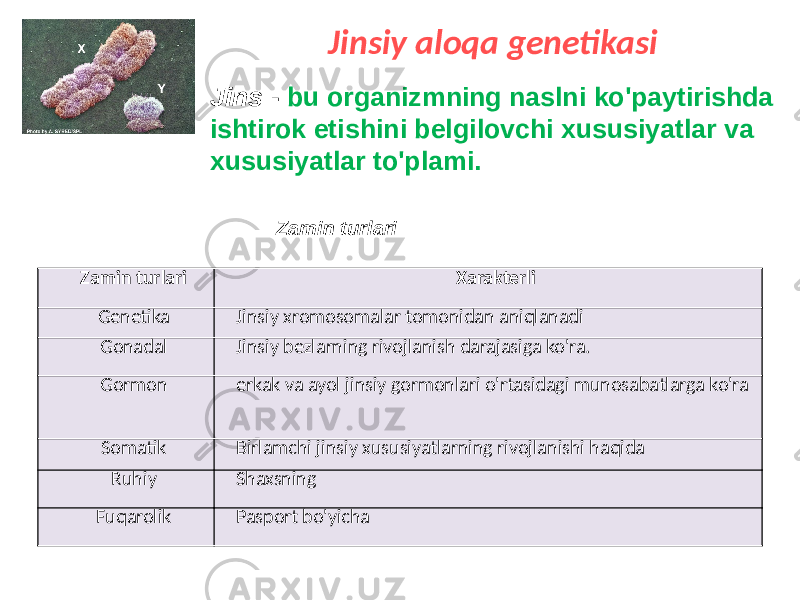 Jinsiy aloqa genetikasi Jins - bu organizmning naslni ko&#39;paytirishda ishtirok etishini belgilovchi xususiyatlar va xususiyatlar to&#39;plami. Zamin turlari Zamin turlari Xarakterli Genetika Jinsiy xromosomalar tomonidan aniqlanadi Gonadal Jinsiy bezlarning rivojlanish darajasiga ko&#39;ra. Gormon erkak va ayol jinsiy gormonlari o&#39;rtasidagi munosabatlarga ko&#39;ra Somatik Birlamchi jinsiy xususiyatlarning rivojlanishi haqida Ruhiy Shaxsning Fuqarolik Pasport bo&#39;yicha 