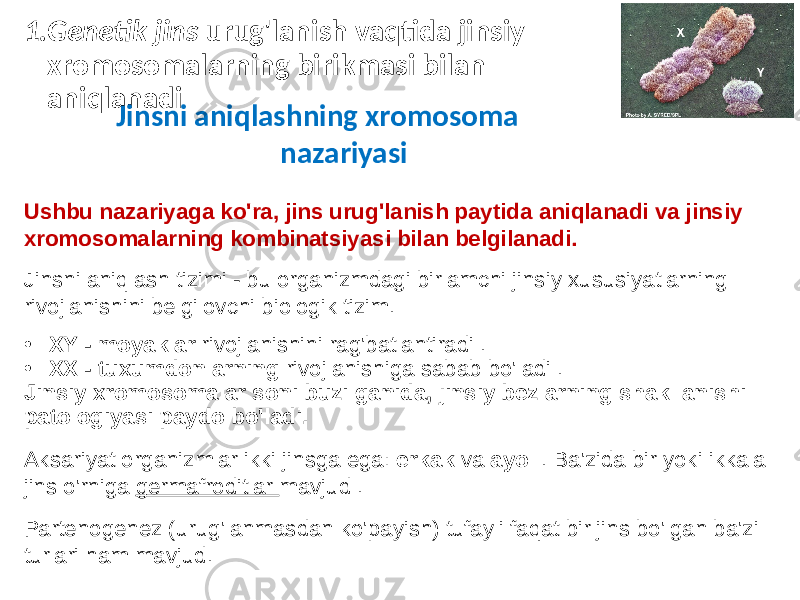 1.Genetik jins urug&#39;lanish vaqtida jinsiy xromosomalarning birikmasi bilan aniqlanadi Jinsni aniqlashning xromosoma nazariyasi Ushbu nazariyaga ko&#39;ra, jins urug&#39;lanish paytida aniqlanadi va jinsiy xromosomalarning kombinatsiyasi bilan belgilanadi. Jinsni aniqlash tizimi - bu organizmdagi birlamchi jinsiy xususiyatlarning rivojlanishini belgilovchi biologik tizim. • XY - moyaklar rivojlanishini rag&#39;batlantiradi . • XX - tuxumdonlarning rivojlanishiga sabab bo&#39;ladi . Jinsiy xromosomalar soni buzilganida, jinsiy bezlarning shakllanishi patologiyasi paydo bo&#39;ladi. Aksariyat organizmlar ikki jinsga ega: erkak va ayol . Ba&#39;zida bir yoki ikkala jins o&#39;rniga germafroditlar mavjud . Partenogenez (urug&#39;lanmasdan ko&#39;payish) tufayli faqat bir jins bo&#39;lgan ba&#39;zi turlari ham mavjud. 