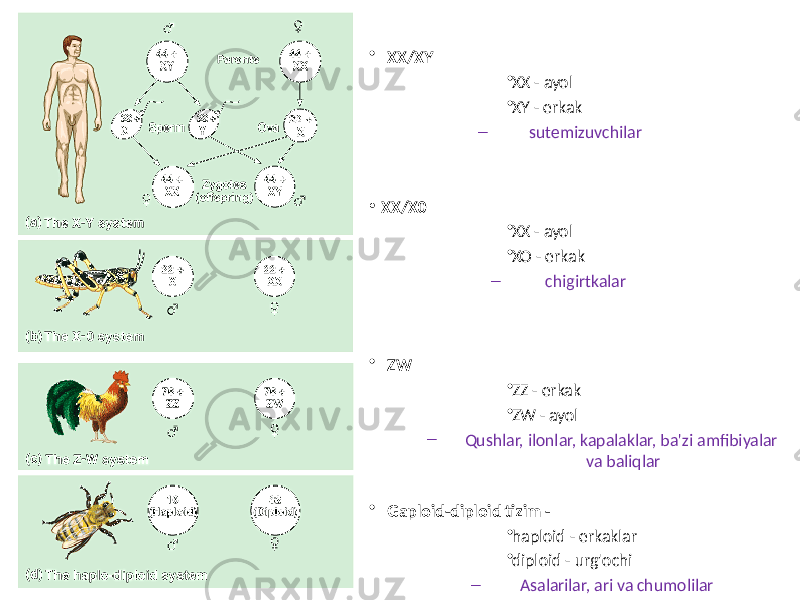 • XX/XY • XX - ayol • XY - erkak – sutemizuvchilar • XX/X0 • XX - ayol • XO - erkak – chigirtkalar • ZW • ZZ - erkak • ZW - ayol – Qushlar, ilonlar, kapalaklar, ba&#39;zi amfibiyalar va baliqlar • Gaploid-diploid tizim - • haploid - erkaklar • diploid - urg&#39;ochi – Asalarilar, ari va chumolilar 