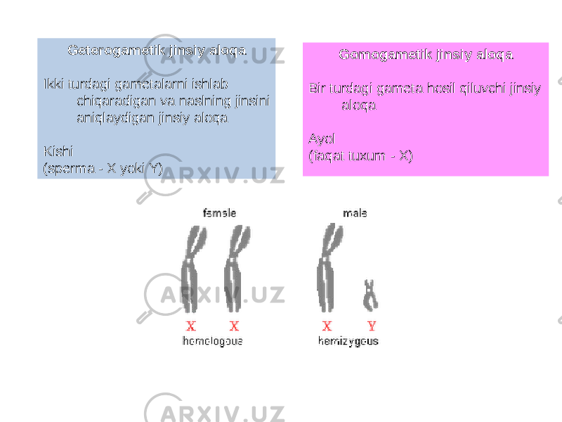 Geterogametik jinsiy aloqa Ikki turdagi gametalarni ishlab chiqaradigan va naslning jinsini aniqlaydigan jinsiy aloqa Kishi (sperma - X yoki Y) Gomogametik jinsiy aloqa Bir turdagi gameta hosil qiluvchi jinsiy aloqa Ayol (faqat tuxum - X) 