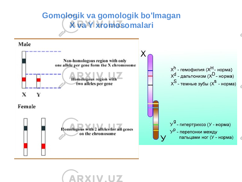 Gomologik va gomologik bo&#39;lmagan X va Y xromosomalari 