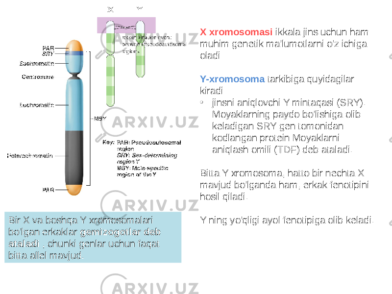 X xromosomasi ikkala jins uchun ham muhim genetik ma&#39;lumotlarni o&#39;z ichiga oladi Y-xromosoma tarkibiga quyidagilar kiradi: • jinsni aniqlovchi Y mintaqasi (SRY). Moyaklarning paydo bo&#39;lishiga olib keladigan SRY gen tomonidan kodlangan protein Moyaklarni aniqlash omili (TDF) deb ataladi. Bitta Y xromosoma, hatto bir nechta X mavjud bo&#39;lganda ham, erkak fenotipini hosil qiladi. Y ning yo&#39;qligi ayol fenotipiga olib keladi. Bir X va boshqa Y xromosomalari bo&#39;lgan erkaklar gemizogotlar deb ataladi , chunki genlar uchun faqat bitta allel mavjud. 