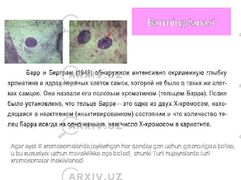 Barrning tanasi Agar ayol X xromosomalarida joylashgan har qanday gen uchun geterozigota bo&#39;lsa, u bu xususiyat uchun mozaiklikka ega bo&#39;ladi, chunki Turli hujayralarda turli xromosomalar inaktivlanadi. 
