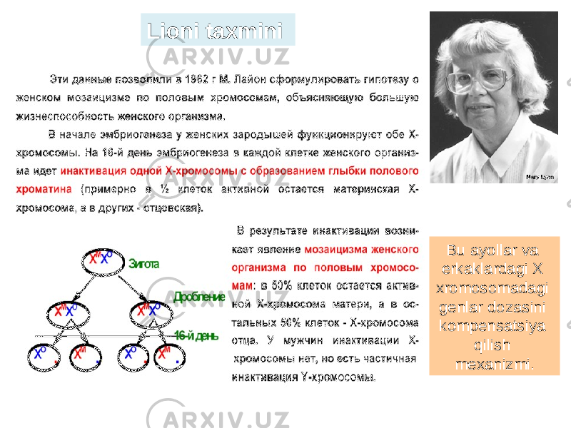 Lioni taxmini Bu ayollar va erkaklardagi X xromosomadagi genlar dozasini kompensatsiya qilish mexanizmi. 