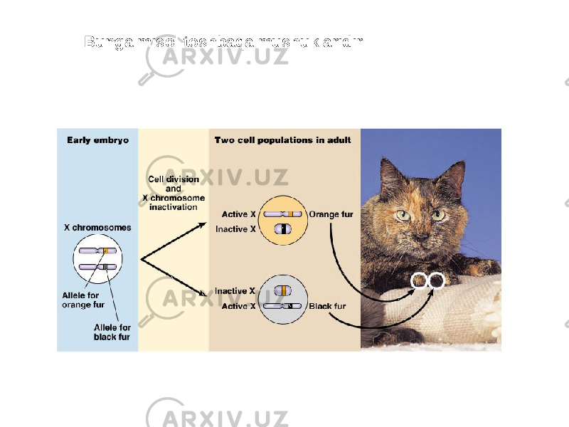 Bunga misol toshbaqa mushuklaridir 