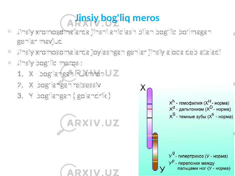 Jinsiy bog&#39;liq meros • Jinsiy xromosomalarda jinsni aniqlash bilan bog&#39;liq bo&#39;lmagan genlar mavjud • Jinsiy xromosomalarda joylashgan genlar jinsiy aloqa deb ataladi • Jinsiy bog&#39;liq meros : 1. X - bog&#39;langan hukmron 2. X- bog&#39;langan retsessiv 3. Y- bog&#39;langan ( golandrik ) 