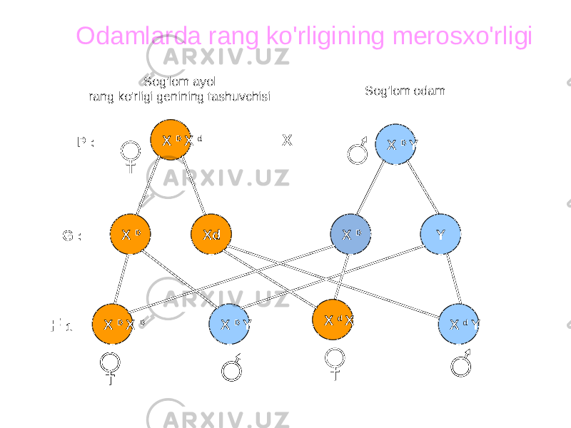 X D Y X D Y Y X d YX D X d XdX D X D X D X d XX DX P : F 1G : Odamlarda rang ko&#39;rligining merosxo&#39;rligi Sog&#39;lom ayol rang ko&#39;rligi genining tashuvchisi Sog&#39;lom odam 