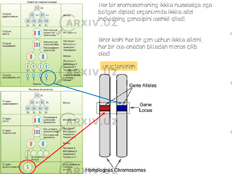 urug&#39;lantirishHar bir xromosomaning ikkita nusxasiga ega bo&#39;lgan diploid organizmda ikkita allel individning genotipini tashkil qiladi. Biror kishi har bir gen uchun ikkita allelni, har bir ota-onadan bittadan meros qilib oladi. 