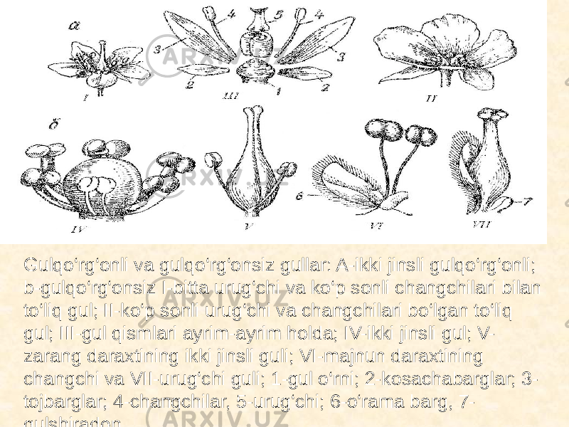 Gulqo‘rg‘onli va gulqo‘rg‘onsiz gullar: A-ikki jinsli gulqo‘rg‘onli; b-gulqo‘rg‘onsiz I-bitta urug‘chi va ko‘p sonli changchilari bilan to‘liq gul; II-ko‘p sonli urug‘chi va changchilari bo‘lgan to‘liq gul; III-gul qismlari ayrim-ayrim holda; IV-ikki jinsli gul; V- zarang daraxtining ikki jinsli guli; VI-majnun daraxtining changchi va VII-urug‘chi guli; 1-gul o‘rni; 2-kosachabarglar; 3- tojbarglar; 4-changchilar, 5-urug‘chi; 6-o‘rama barg, 7- gulshiradon.   