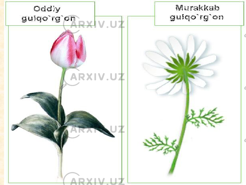 O‘simliklarni vegetativ ko‘paytirish usullari: a-qalamchalarni bir-biriga birlashtirish; b- kurtak payvand; v,g-iskana payvand; d-novdalarni qiyshaytirib erga yotqizish; e- qo‘shimcha ildizlar paydo bo‘lgan qalamcha; j-bir-biriga yaqinlashtirib ko‘paytirish; z- yashil qalamchaning pastki qismida kallus to‘qimaning paydo bo‘lishi; i,k-barglar yordamida ko‘paytirish. 