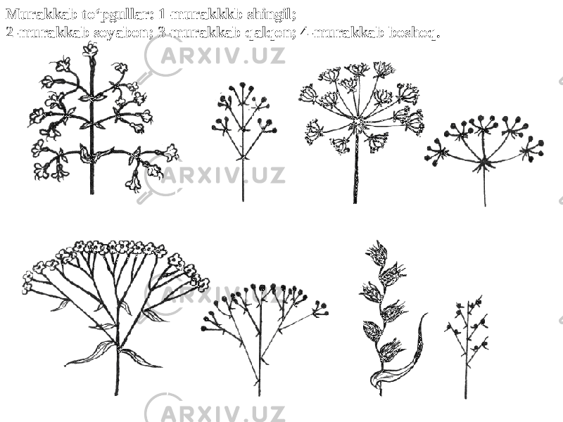 Murakkab to‘pgullar: 1-murakkkb shingil; 2-murakkab soyabon; 3-murakkab qalqon; 4-murakkab boshoq. 