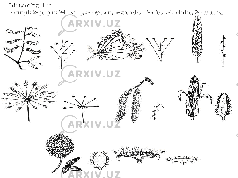 Oddiy to‘pgullar: 1-shingil; 2-qalqon; 3-boshoq; 4-soyabon; 5-kuchala; 6-so‘ta; 7-boshcha; 8-savatcha. 