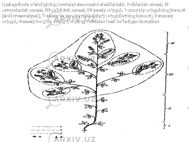 Qashqarbeda o‘simligining novdalar sistemasini shakllanishi: I-tiklanish zonasi; II- tormozlanish zonasi; III-to‘ldirish zonasi; IV-asosiy to‘pgul; 1-umumiy to‘pgulning konturi (sinfloressensiyasi); 2-asosiy va yon (parakladiylar) to‘pgullarning konturi; 3-xususiy to‘pgul; 4-asosiy bo‘g‘im oralig‘i; 5-yangi novdalar hosil bo‘ladigan kurtaklar.     