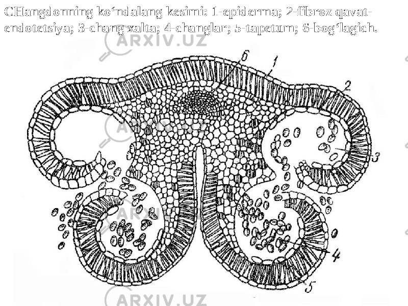 CHangdonning ko‘ndalang kesimi: 1-epiderma; 2-fibroz qavat- endotetsiya; 3-chang xalta; 4-changlar; 5-tapetum; 6-bog‘lagich. 