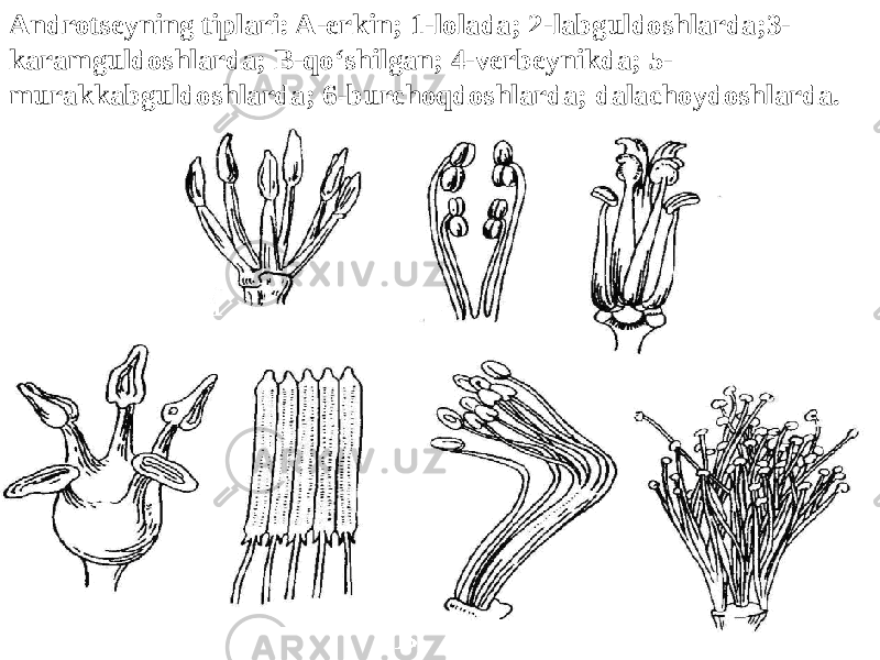 Androtseyning tiplari: A-erkin; 1-lolada; 2-labguldoshlarda;3- karamguldoshlarda; B-qo‘shilgan; 4-verbeynikda; 5- murakkabguldoshlarda; 6-burchoqdoshlarda; dalachoydoshlarda.   