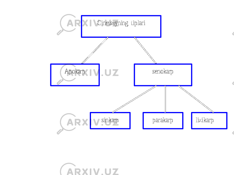  Ginetseyning tiplari Apokarp senokarp sinkarp parakarp lizika rp 