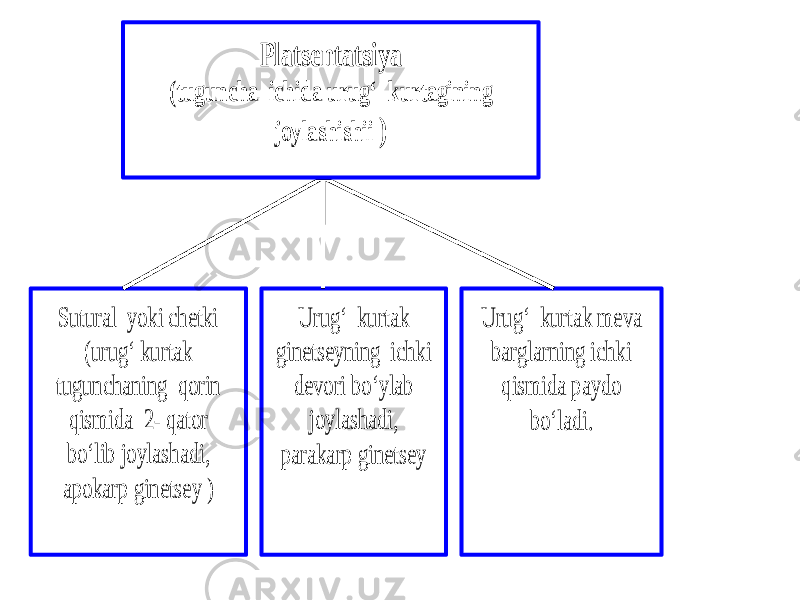  Sutural yoki chetki (urug‘ kurtak tugunchaning qorin qismida 2 - qator bо‘lib joylashadi, apokarp ginetsey ) Urug‘ kurtak ginetseyning ichki devori bо‘ylab joylashadi, parakarp ginetsey Urug‘ kurtak meva barglarning ichki qismida paydo bо‘lad i. Platsentatsiya (tuguncha ichida urug‘ kurtagining joylashishii ) 