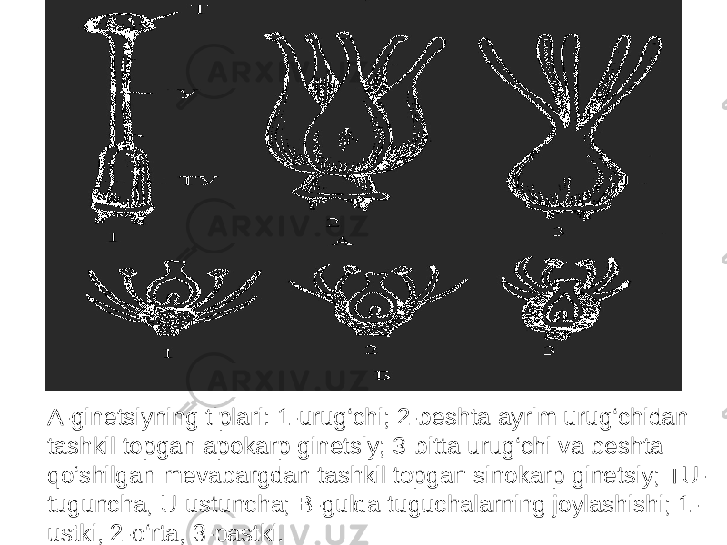 A-ginetsiyning tiplari: 1-urug‘chi; 2-beshta ayrim urug‘chidan tashkil topgan apokarp ginetsiy; 3-bitta urug‘chi va beshta qo‘shilgan mevabargdan tashkil topgan sinokarp ginetsiy; TU- tuguncha, U-ustuncha; B-gulda tuguchalarning joylashishi; 1- ustki, 2-o‘rta, 3-pastki. 