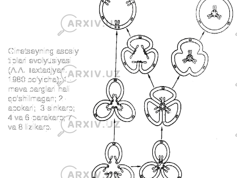 Ginetseyning asosiy tiplari evolyusiyasi (A.A. Taxtadjyan. 1980 bo‘yicha): 1- meva barglari hali qo‘shilmagan; 2- apokari; 3-sinkarp; 4 va 6-parakarp; 7 va 8 lizikarp. 