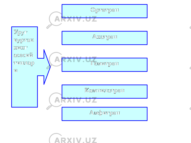 Уруғ куртак нинг асосий типлар и Ортотроп Анатроп Гемитроп Кампилатроп Амфитроп 