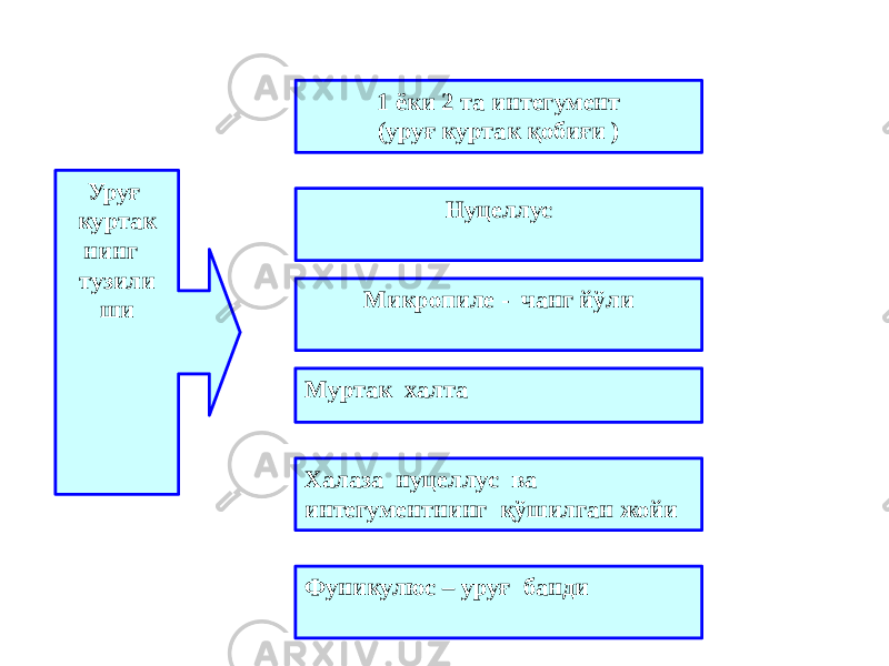 Уруғ куртак нинг тузили ши 1 ёки 2 та интегумент (уруғ куртак қобиғи ) Нуцеллус Микропиле - чанг йўли Муртак халта Халаза нуцеллус ва интегументнинг қўшилган жойи Фуникулюс – уруғ банди 