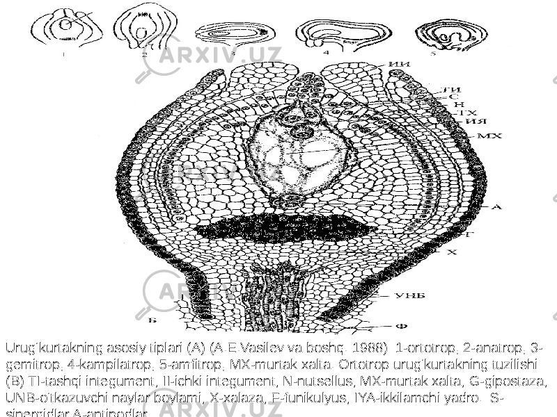 Urug‘kurtakning asosiy tiplari (A) (A.E.Vasilev va boshq. 1988): 1-ortotrop, 2-anatrop, 3- gemitrop, 4-kampilatrop, 5-amfitrop, MX-murtak xalta. Ortotrop urug‘kurtakning tuzilishi (B):TI-tashqi integument; II-ichki integument; N-nutsellus; MX-murtak xalta; G-gipostaza; UNB-o‘tkazuvchi naylar boylami; X-xalaza; F-funikulyus; IYA-ikkilamchi yadro. S- sinergidlar A-antipodlar   