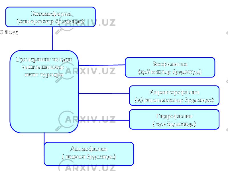 Гулларнинг четдан чангланишлар- нинг турлари Энтомофилия (ҳашоротлар ёрдамида) Зоофилигия (ҳайвонлар ёрдамида) Хироптерофилия (кўршапалаклар ёрдамида) Гидрофилия ( сув ёрдамида) Анемофилия ( шамол ёрдамида) 6-ilova 