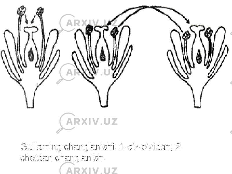 Gullarning changlanishi: 1-o‘z-o‘zidan; 2- chetdan changlanish. 