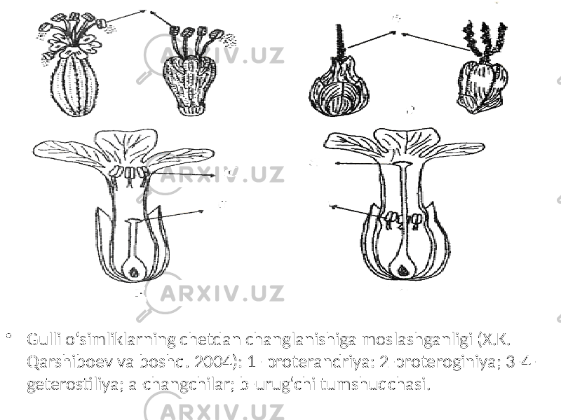 • Gulli o‘simliklarning chetdan changlanishiga moslashganligi (X.K. Qarshiboev va boshq. 2004): 1- proterandriya: 2-proteroginiya; 3-4- geterostiliya; a-changchilar; b-urug‘chi tumshuqchasi. 