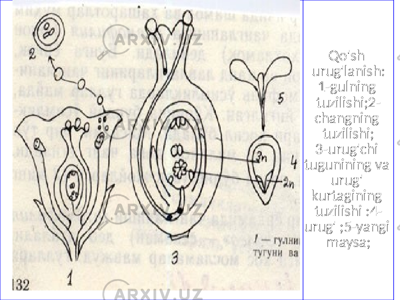 Qo&#39;sh urug&#39;lanish: 1-gulning tuzilishi;2- changning tuzilishi; 3-urug&#39;chi tugunining va urug&#39; kurtagining tuzilishi :4- urug&#39; ;5-yangi maysa; 