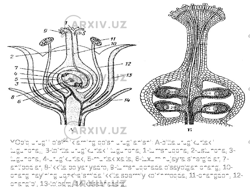 YOpiq urug‘li o‘simliklarning qo‘sh urug‘lanishi: A-bitta urug‘kurtakli tuguncha,; B-to‘rtta urug‘kurtakli tuguncha; 1-tumshuqcha, 2-ustuncha, 3- tuguncha, 4-urug‘kurtak, 5-murtak xalta, 6-tuxum hujayra sinergidlar, 7- antipodlar, 8-ikkita polyar yadro, 9-tumshuqchada o‘sayotgan chang, 10- chang nayining uchki qismida ikkita spermiy ko‘rinmoqda, 11-changdon, 12- changipi, 13-tojbarg, 14 kosachabarg. 