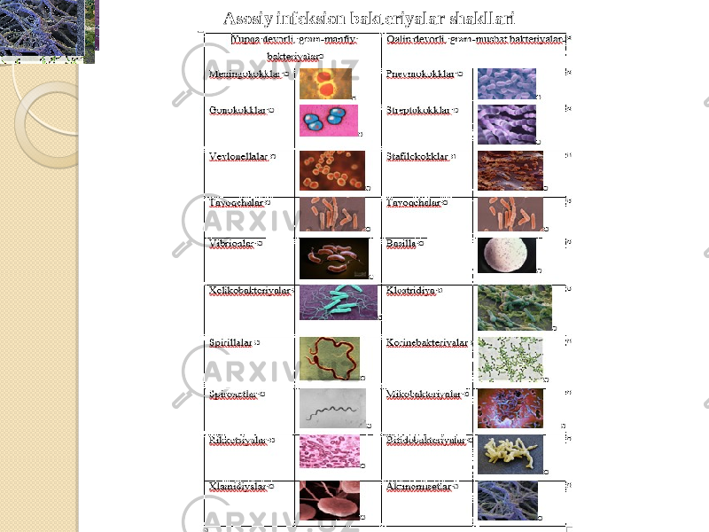 Asosiy infeksion bakteriyalar shakllari 