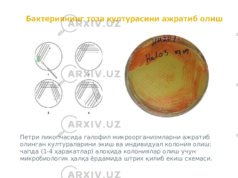 Петри ликопчасида галофил микроорганизмларни ажратиб олинган култураларини э киш ва индивидуал колония олиш: чапда (1-4 ҳаракатлар) алоҳида колониялар олиш учун микробиологик ҳалқа ёрдамида штрих қилиб екиш схемаси. 