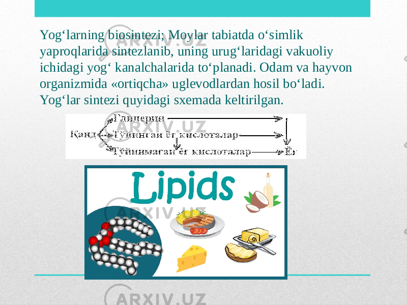 Yog‘larning biosintezi; Moylar tabiatda o‘simlik yaproqlarida sintezlanib, uning urug‘laridagi vakuoliy ichidagi yog‘ kanalchalarida to‘planadi. Odam va hayvon organizmida «ortiqcha» uglevodlardan hosil bo‘ladi. Yog‘lar sintezi quyidagi sxemada keltirilgan. 