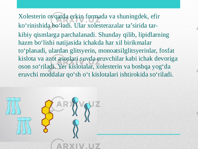 Xolesterin ovqatda erkin formada va shuningdek, efir koʻrinishida boʻladi. Ular xolesterazalar ta’sirida tar- kibiy qismlarga parchalanadi. Shunday qilib, lipidlarning hazm boʻlishi natijasida ichakda har xil birikmalar toʻplanadi, ulardan glitsyerin, monoatsilglitsyerinlar, fosfat kislota va azot asoslari suvda eruvchilar kabi ichak devoriga oson soʻriladi. Yer kislotalar, xolesterin va boshqa yogʻda eruvchi moddalar qoʻsh oʻt kislotalari ishtirokida soʻriladi. 