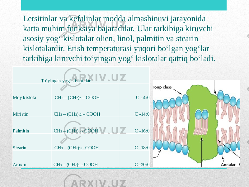 Letsitinlar va kefalinlar modda almashinuvi jarayonida katta muhim funksiya bajaradilar. Ular tarkibiga kiruvchi asosiy yog‘ kislotalar olien, linol, palmitin va stearin kislotalardir. Erish temperaturasi yuqori bo‘lgan yog‘lar tarkibiga kiruvchi to‘yingan yog‘ kislotalar qattiq bo‘ladi. To‘yingan yog‘ kislotalar   Moy kislota CH 3 – (CH 2 ) 2 – COOH C - 4:0 Miristin CH 3 – (CH 2 ) 12 – COOH C -14:0 Palmitin CH 3 – (CH 2 ) 14 - COOH C -16:0 Stearin CH 3 – (CH 2 ) 16 - COOH C -18:0 Araxin CH 3 – (CH 2 ) 18 - COOH C -20:0 