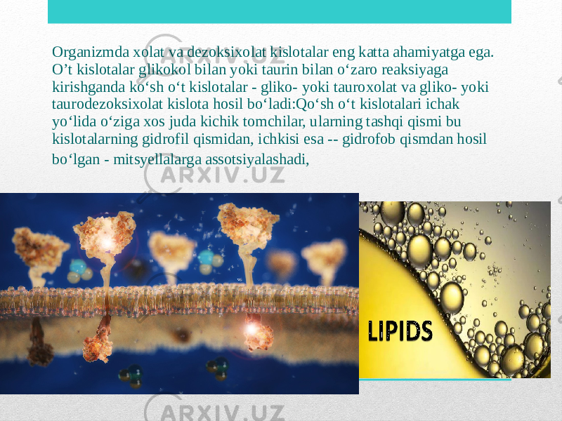 Organizmda xolat va dezoksixolat kislotalar eng katta ahamiyatga ega. O’t kislotalar glikokol bilan yoki taurin bilan oʻzaro reaksiyaga kirishganda koʻsh oʻt kislotalar - gliko- yoki tauroxolat va gliko- yoki taurodezoksixolat kislota hosil boʻladi:Qoʻsh oʻt kislotalari ichak yoʻlida oʻziga xos juda kichik tomchilar, ularning tashqi qismi bu kislotalarning gidrofil qismidan, ichkisi esa -- gidrofob qismdan hosil boʻlgan - mitsyellalarga assotsiyalashadi, 