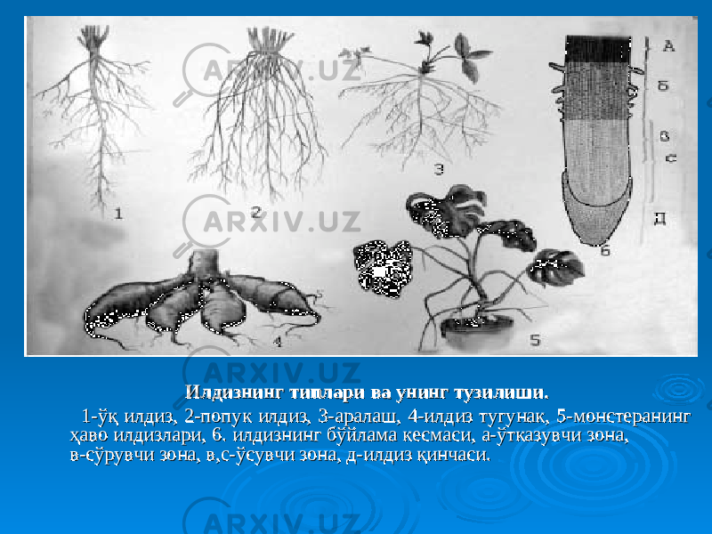 Илдизнинг типлари ва унинг тузилиши.Илдизнинг типлари ва унинг тузилиши. 1-ўқ илдиз, 2-попук илдиз, 3-аралаш, 4-илдиз тугунак, 5-монстеранинг 1-ўқ илдиз, 2-попук илдиз, 3-аралаш, 4-илдиз тугунак, 5-монстеранинг ҳаво илдизлари, 6. илдизнинг бўйлама кесмаси, а-ўтказувчи зона, ҳаво илдизлари, 6. илдизнинг бўйлама кесмаси, а-ўтказувчи зона, в-сўрувчи зона, в,с-ўсувчи зона, д-илдиз қинчаси.в-сўрувчи зона, в,с-ўсувчи зона, д-илдиз қинчаси. 