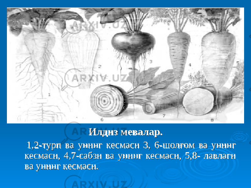 Илдиз мевалар. Илдиз мевалар. 1,2-турп ва унинг кесмаси 3, 6-шолғом ва унинг 1,2-турп ва унинг кесмаси 3, 6-шолғом ва унинг кесмаси, 4,7-сабзи ва унинг кесмаси, 5,8- лавлаги кесмаси, 4,7-сабзи ва унинг кесмаси, 5,8- лавлаги ва унинг кесмаси.ва унинг кесмаси. 