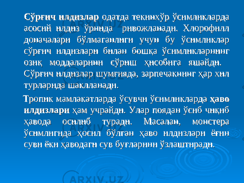  Сўрғич илдизлар Сўрғич илдизлар одатда текинхўр ўсимликларда одатда текинхўр ўсимликларда асосий илдиз ўрнида ривожланади. Хлорофилл асосий илдиз ўрнида ривожланади. Хлорофилл доначалари бўлмаганлиги учун бу ўсимликлар доначалари бўлмаганлиги учун бу ўсимликлар сўрғич илдизлари билан бошқа ўсимликларнинг сўрғич илдизлари билан бошқа ўсимликларнинг озиқ моддаларини сўриш ҳисобига яшайди. озиқ моддаларини сўриш ҳисобига яшайди. Сўрғич илдизлар шумғияда, зарпечакнинг ҳар хил Сўрғич илдизлар шумғияда, зарпечакнинг ҳар хил турларида шаклланади.турларида шаклланади. Тропик мамлакатларда ўсувчи ўсимликларда Тропик мамлакатларда ўсувчи ўсимликларда ҳаво ҳаво илдизлари илдизлари ҳам учрайди. Улар поядан ўсиб чиқиб ҳам учрайди. Улар поядан ўсиб чиқиб ҳавода осилиб туради. Масалан, монстера ҳавода осилиб туради. Масалан, монстера ўсимлигида ҳосил бўлган ҳаво илдизлари ёғин ўсимлигида ҳосил бўлган ҳаво илдизлари ёғин суви ёки ҳаводаги сув буғларини ўзлаштиради.суви ёки ҳаводаги сув буғларини ўзлаштиради. 