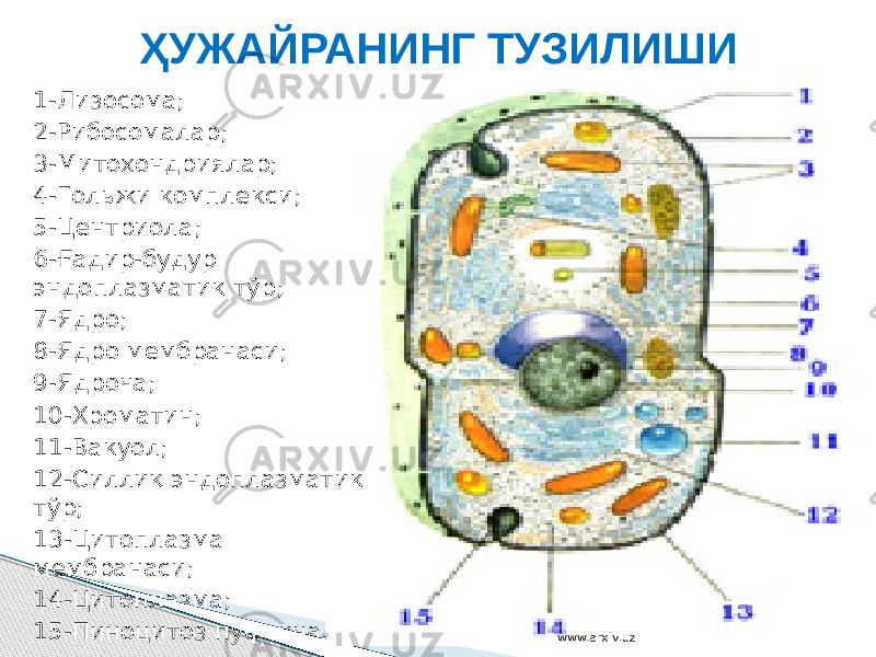 1-Лизосома; 2-Рибосомалар; 3-Митохондриялар; 4-Гольжи комплекси; 5-Центриола; 6-Ғадир-будур эндоплазматик тўр; 7-Ядро; 8-Ядро мембранаси; 9-Ядроча; 10-Хроматин; 11-Вакуол; 12-Силлиқ эндоплазматик тўр; 13-Цитоплазма мембранаси; 14-Цитоплазма; 15-Пиноцитоз пуфакча. ҲУЖАЙРАНИНГ ТУЗИЛИШИ www.arxiv.uz 
