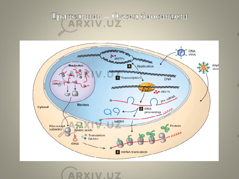 Трансляция – Оқсил биосинтези 