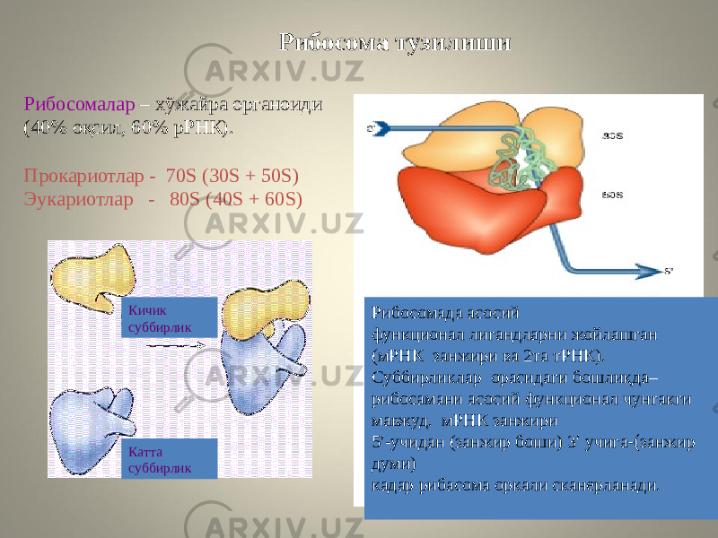 Рибосома тузилиши Кичик суббирлик Катта суббирлик Рибосомада асосий функционал лигандларни жойлашган (мРНК занжири ва 2та тРНК). Суббирликлар орасидаги бошлиқда– рибосамани асосий функционал чунтакги мавжуд. мРНК занжири 5 ′-учидан (занжир боши) 3 ′ учига -( занжир думи) кадар рибасома оркали сканерланади.Рибосомалар – хўжайра органоиди (40% оқсил, 60% рРНК). Прокариотлар - 70S (30S + 50S) Эукариотлар - 80S (40S + 60S) 