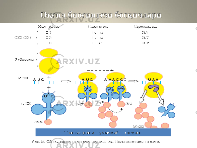 Оқсил биосинтези босқичлари Трансляцияни уммумий схемаси 