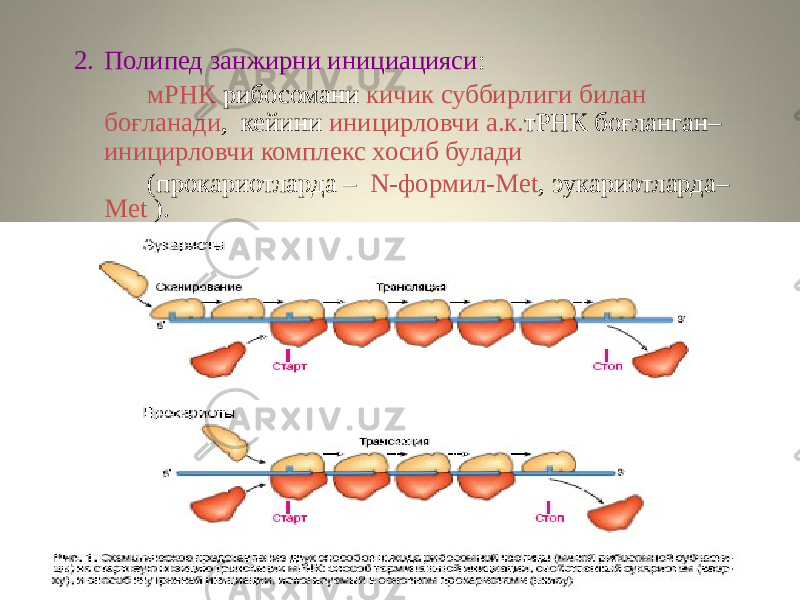 2. Полипед занжирни инициацияси : мРНК рибосомани кичик суббирлиги билан боғланади , кейини иницирловчи а.к. тРНК боғланган– иницирловчи комплекс хосиб булади (прокариотларда – N-формил-Met , эукариотларда– Met ). 