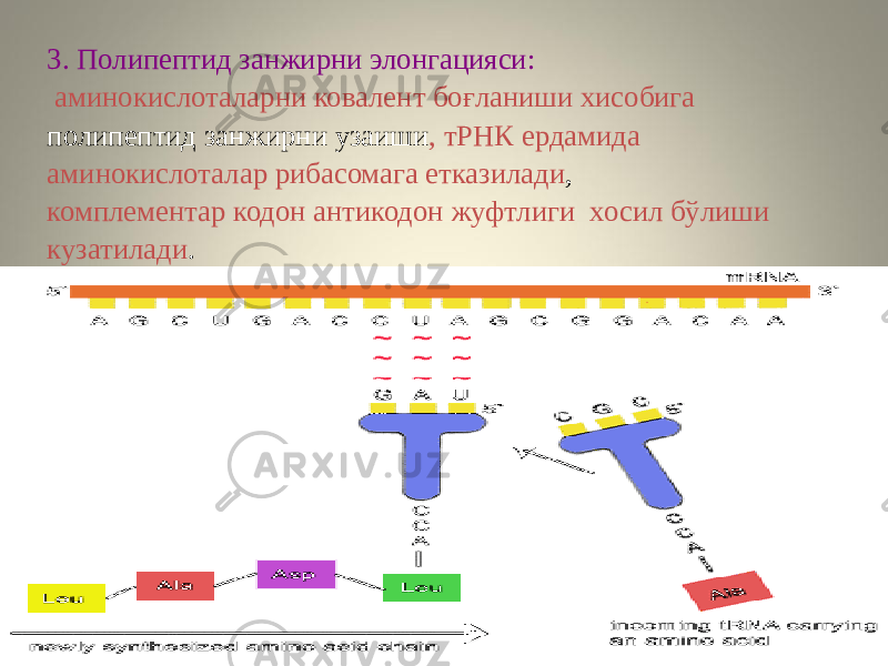 3. Полипептид занжирни элонгацияси: аминокислоталарни ковалент боғланиши хисобига полипептид занжирни узаиши , тРНК ердамида аминокислоталар рибасомага етказилади , комплементар кодон антикодон жуфтлиги хосил бўлиши кузатилади . 